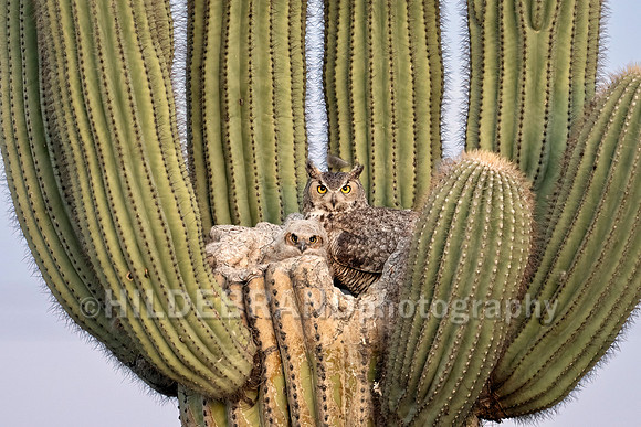 Great Horned Owl