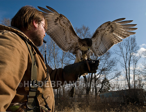 Falconer and Hawk