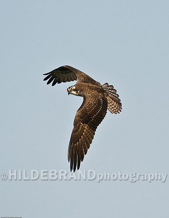 Osprey in Flight