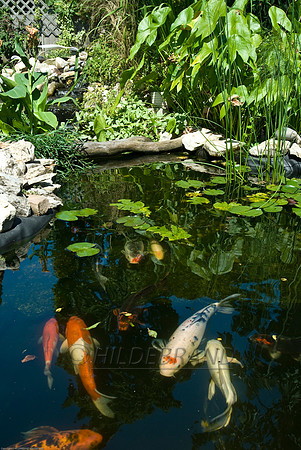 Ewing's Garden
