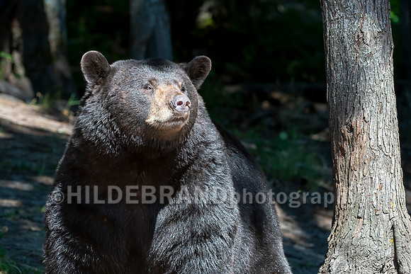 Black Bear
