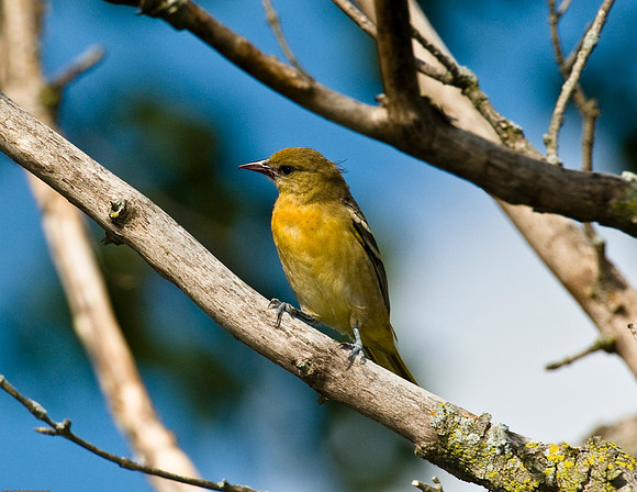 Baltimore Oriole