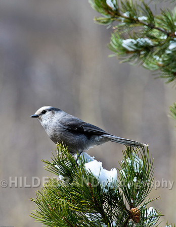 Gray Jay