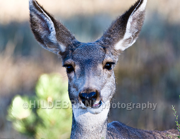 Mule Deer