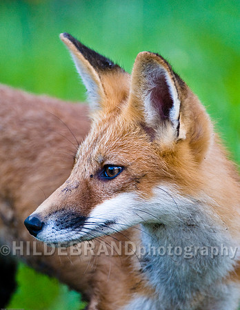 Neighborhood Red Fox