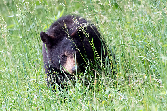 Black Bear