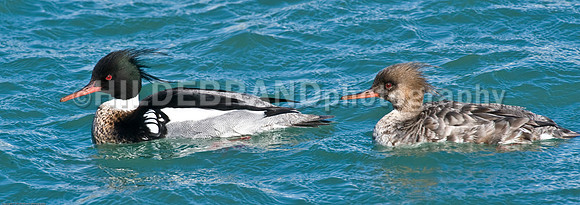 Red-Breasted Mergansers - Breeding Pair
