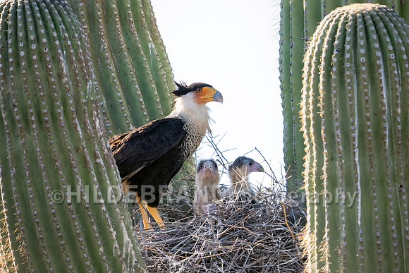 Crested Caracara