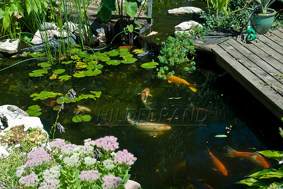 Ewing's Garden