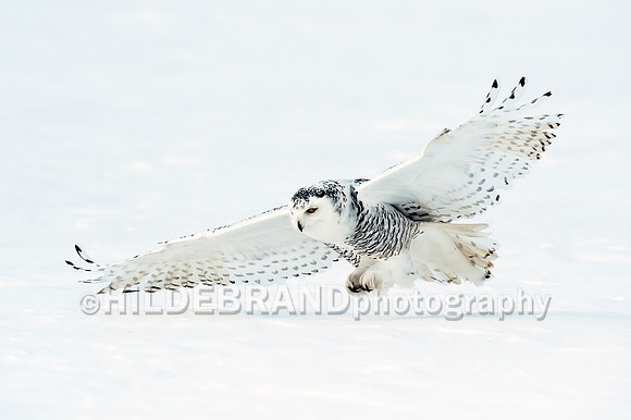 Snowy Owl