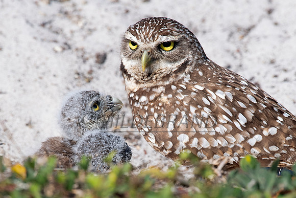 Burrowing Owl