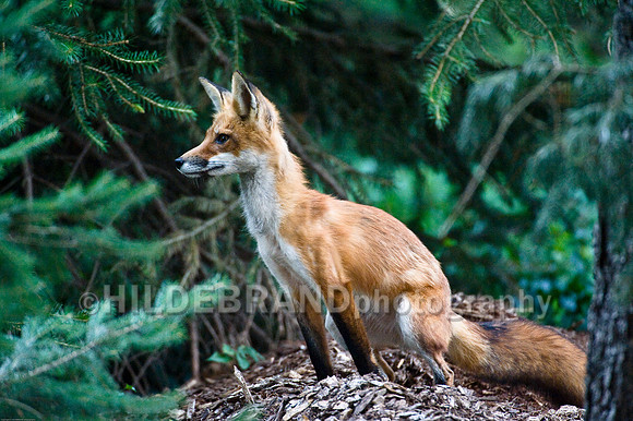 Neighborhood Red Fox