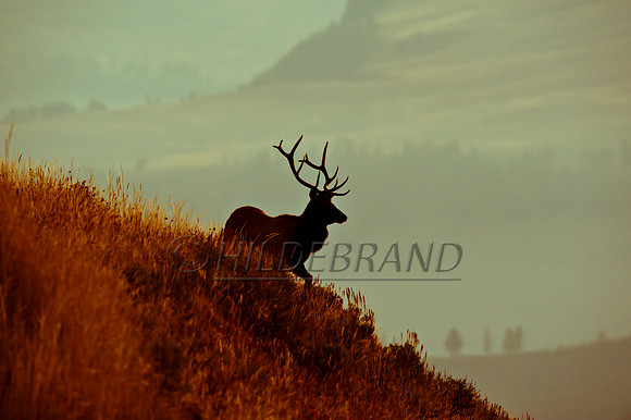 Yesteryear Elk