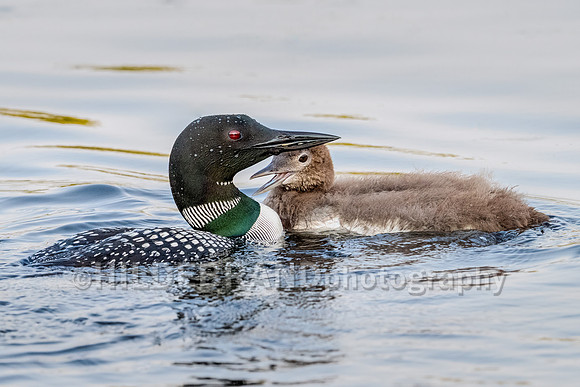 Common Loon