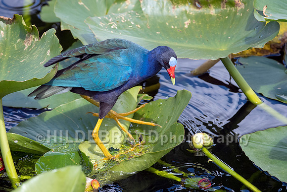 Purple Gallinule