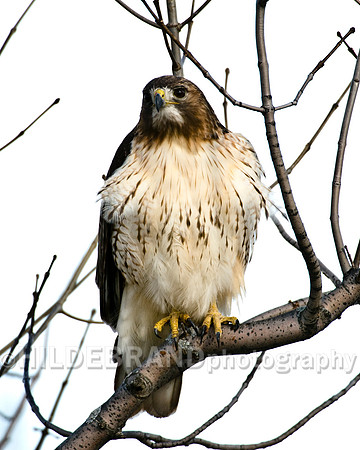 Red-Tail Hawk