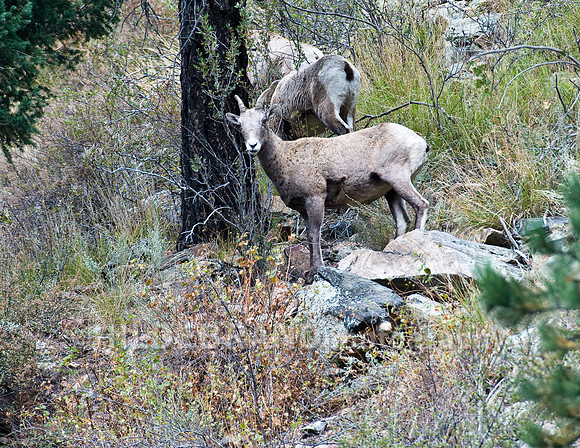 Young Ram