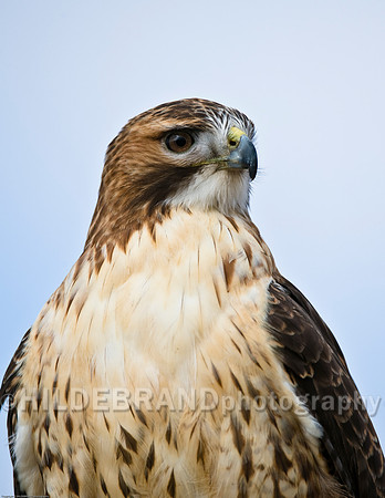 Redtail Hawk