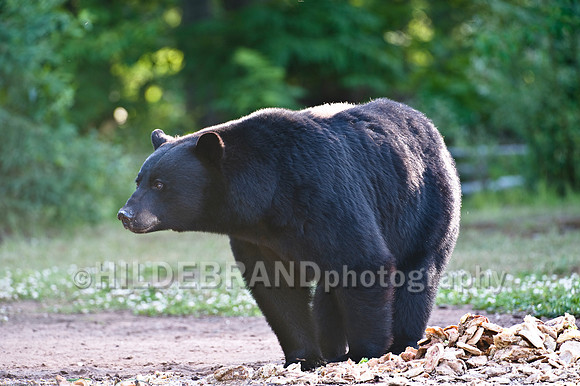 Black Bear at Bait Site - No.4