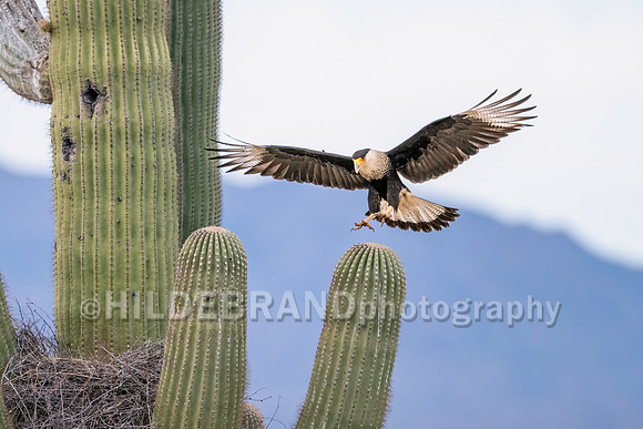 Crested Caracara