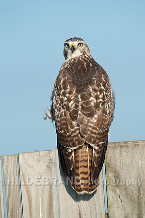 Immature Red-tailed Hawk