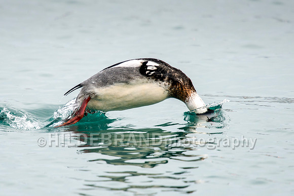 Red-breasted Merganser