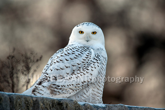 Snowy Owl