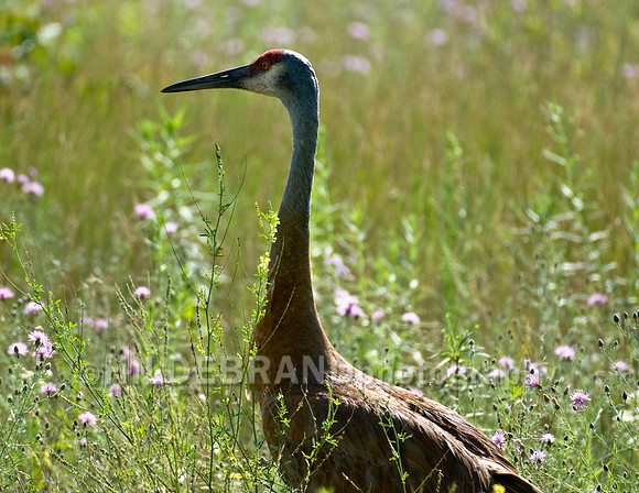 Sandhill Crane