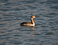 Horned Grebe