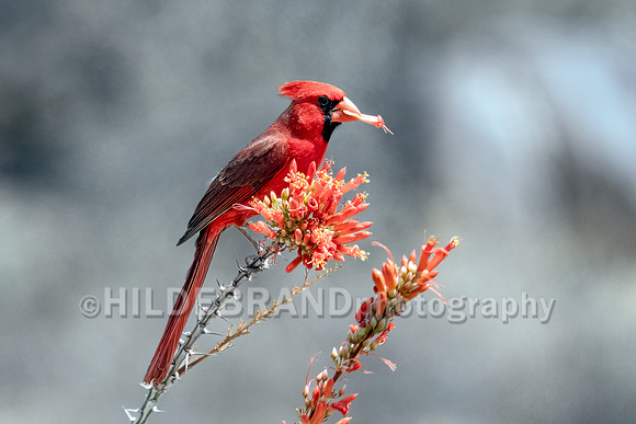 Northern Cardinal