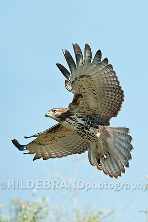 Immature Red-tailed Hawk