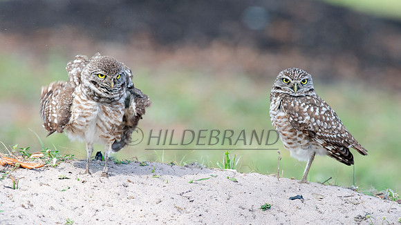 Burrowing Owl