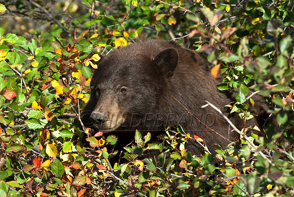 Feasting on Hawthorn Berries