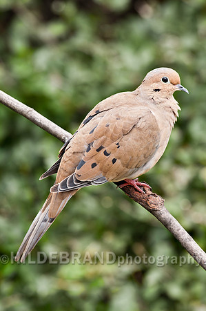 Mourning Dove