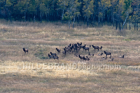 Elk Herd