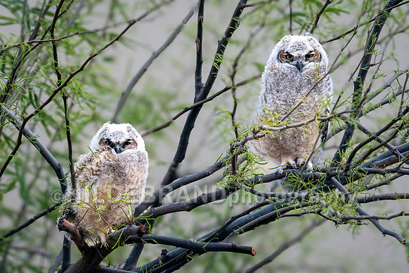 Shadow Ridge Owlets