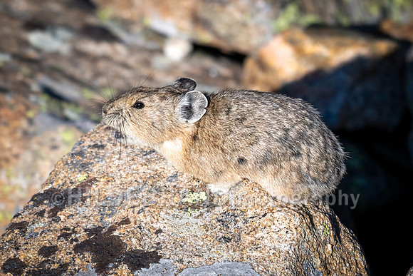 Pika
