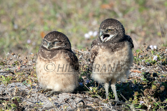 Burrowing Owl