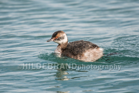 Horned Grebe