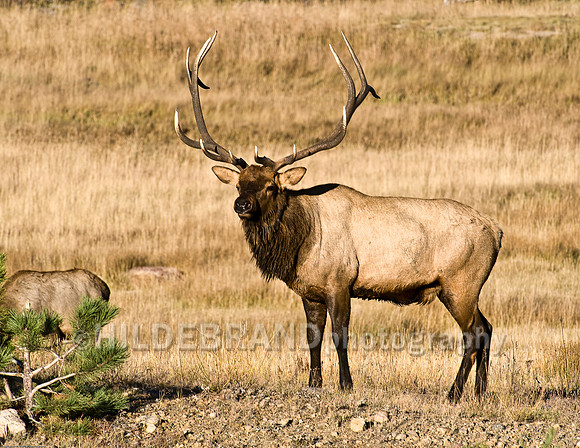 Bull Elk