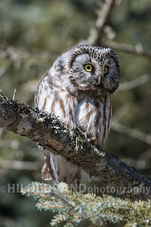 Boreal Owl