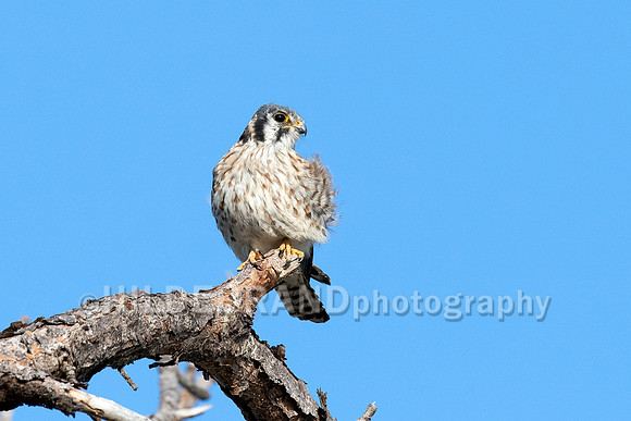 American Kestrel