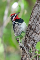 Red-naped Sapsucker