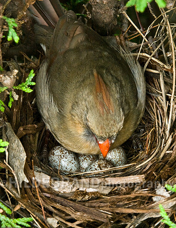 Female Cardinal on Nest