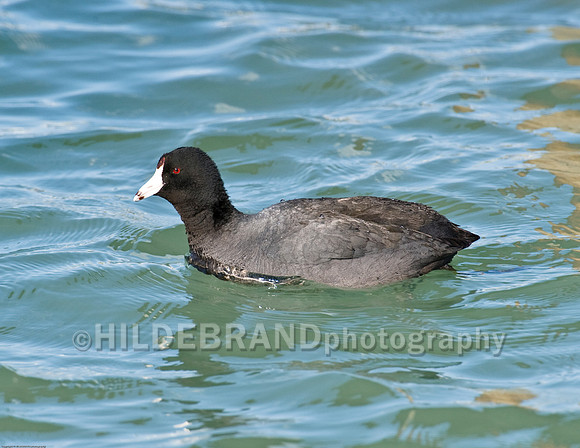 American Coot