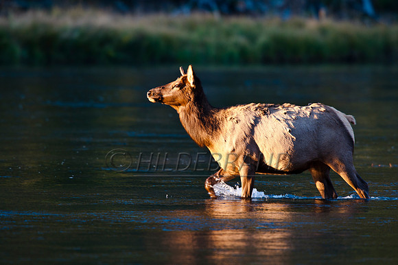 Water Crossing