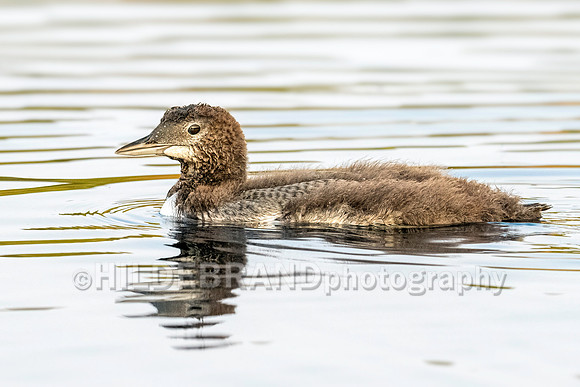 Common Loon