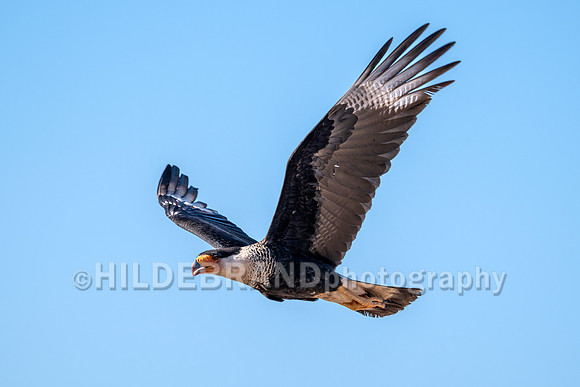 Crested Caracara