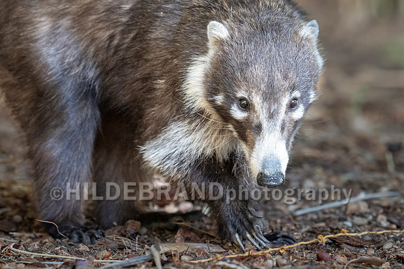 Coatimundi