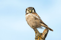 Northern Hawk-Owl